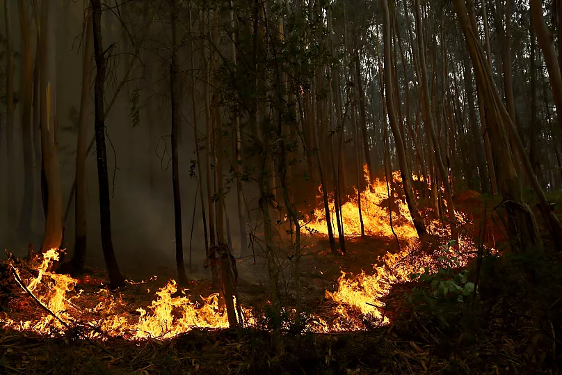 Fire burns through an eucalyptus forest on the outskirts of Sever do Vouga on 18 September 2024