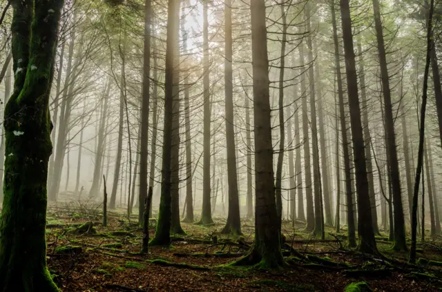 bosque europeo