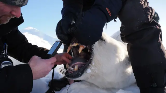 Se observa de cerca a un oso polar sedado, mientras dos científicos lo examinan. Un investigador le sujeta la boca abierta, mientras el otro toma fotografías de sus dientes para evaluar su estado de salud. El animal tiene unos dientes enormes y amarillentos.