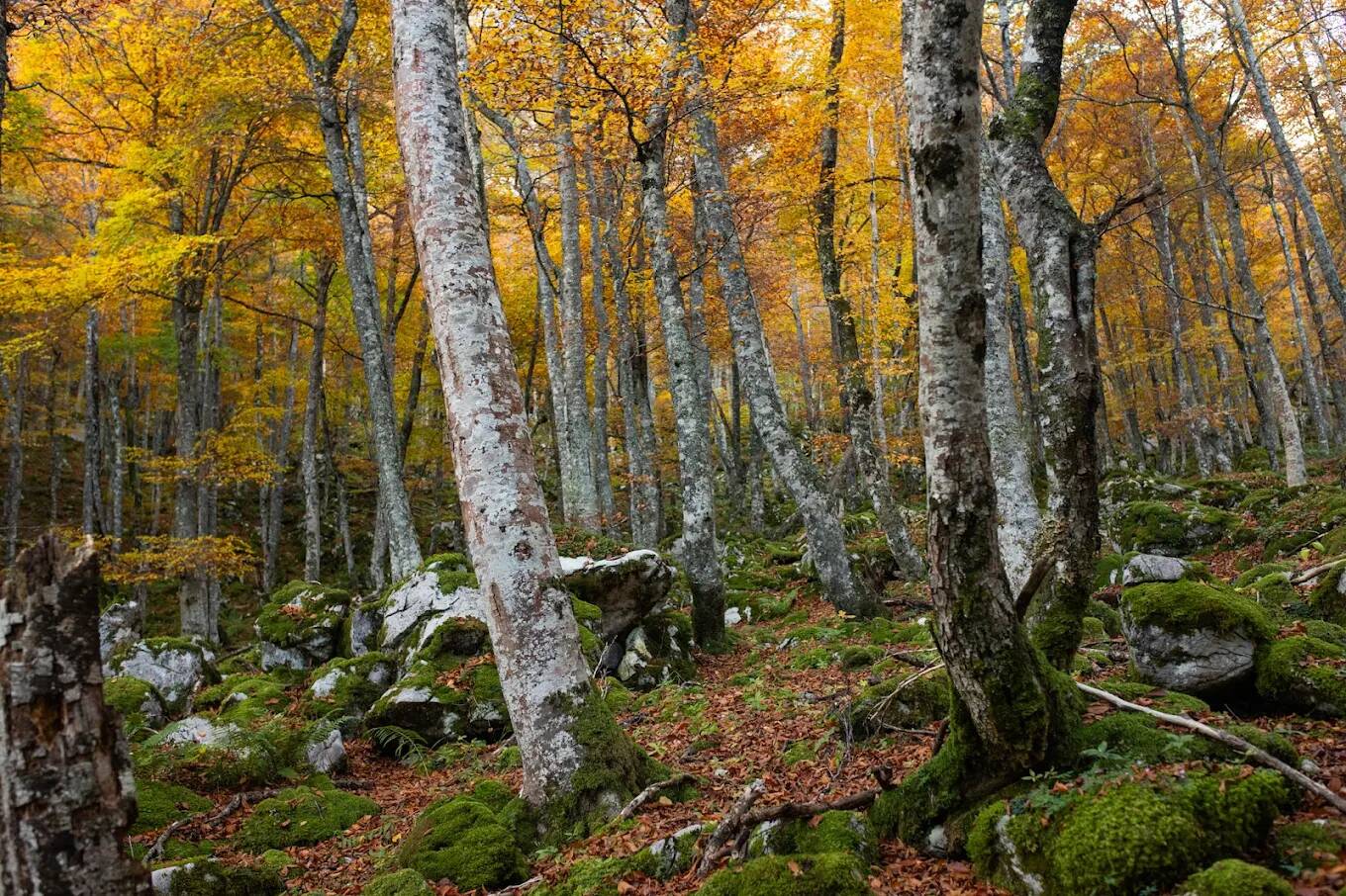 Foto: La ruta atraviesa un bosque milenario autóctono de Asturias. (Google)