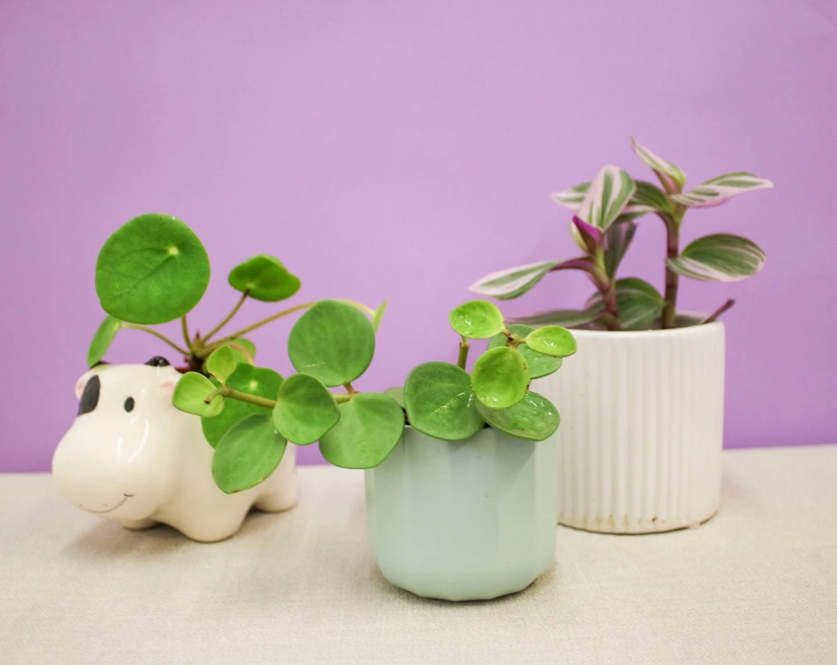 Con esta sencilla mezcla, la planta Poto se transforma en una selva en casa - image 1