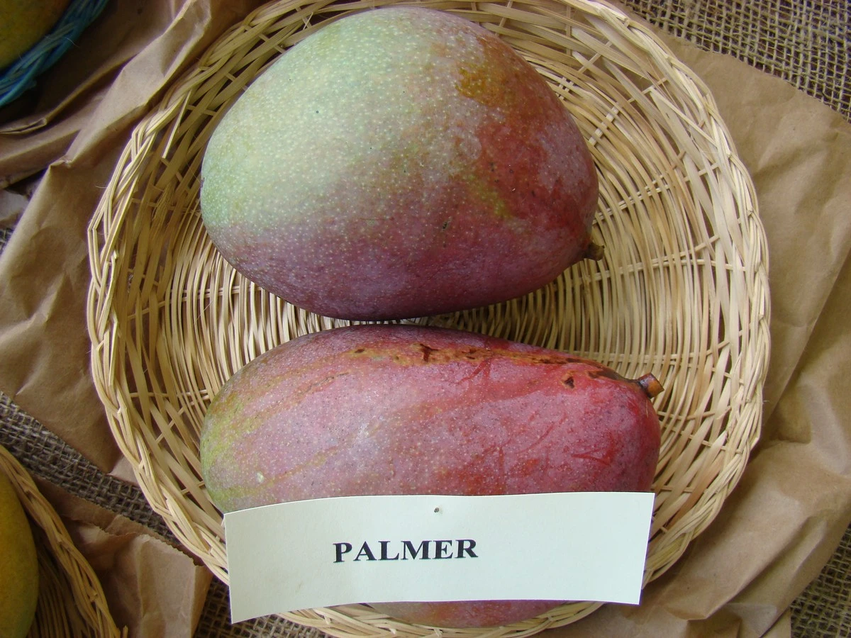Cultiva mangas 'Palmer' gigantes en macetas: el secreto para un sabor que eclipsa postres de restaurante - image 1