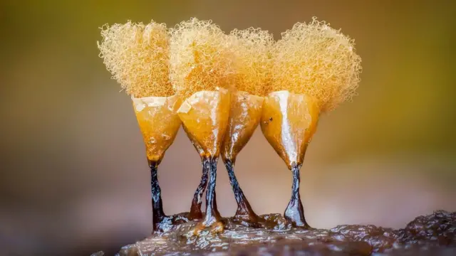 Mohos deslizantes amarillos con una material esponjoso que brota de sus cabezas
