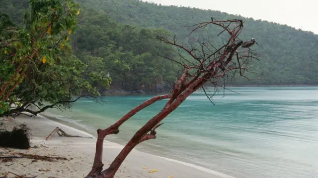 Una playa desierta en las Islas Vírgenes de Estados Unidos. Un ave está posada en una rama.