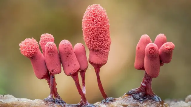 Organismos de moho deslizante rosados con cabezas que brotan como una esponja
