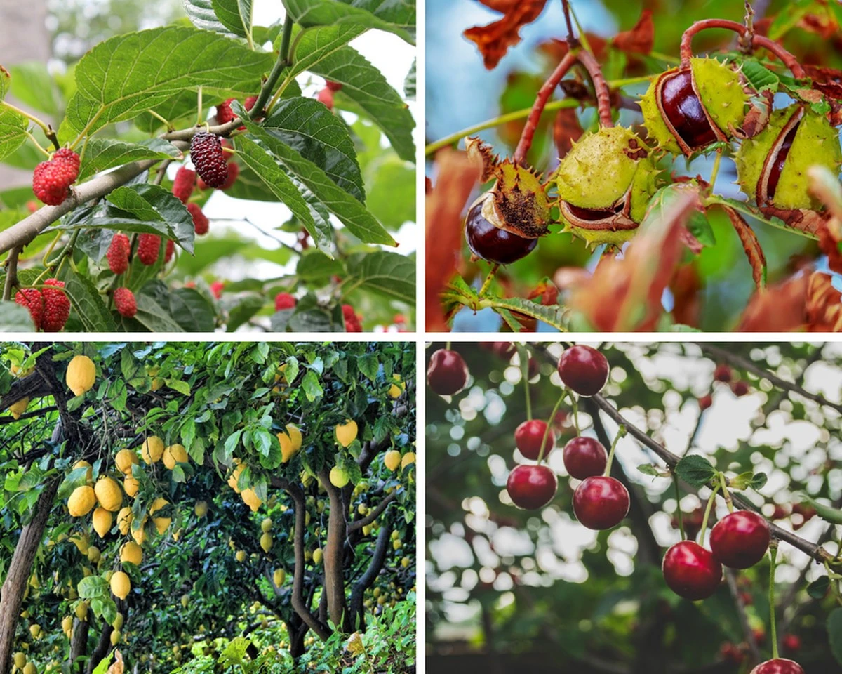 El dulce silvestre que crece como cohete y garantiza la diversión de los peques - image 1