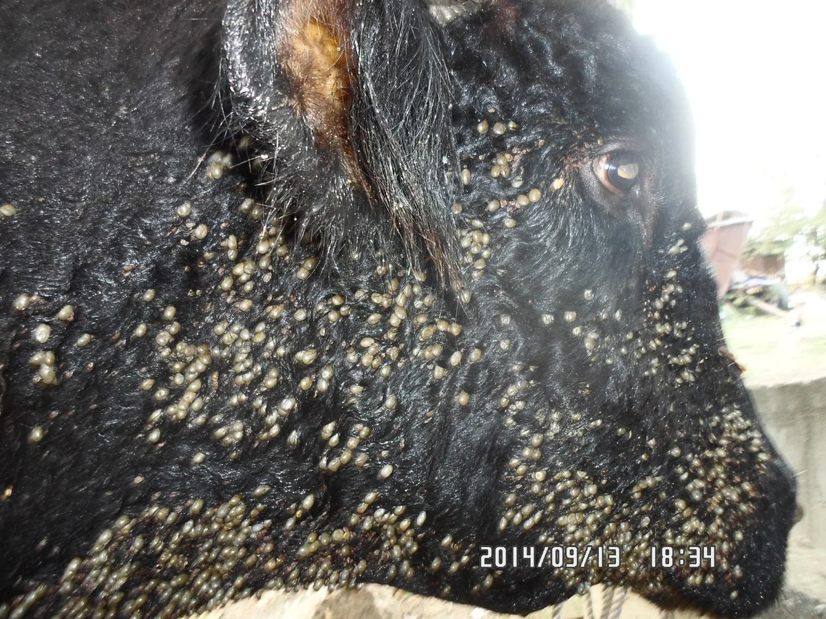 El viejo truco rural que salva tu gallinero y cobertizo de roedores sin gastar de más - image 1
