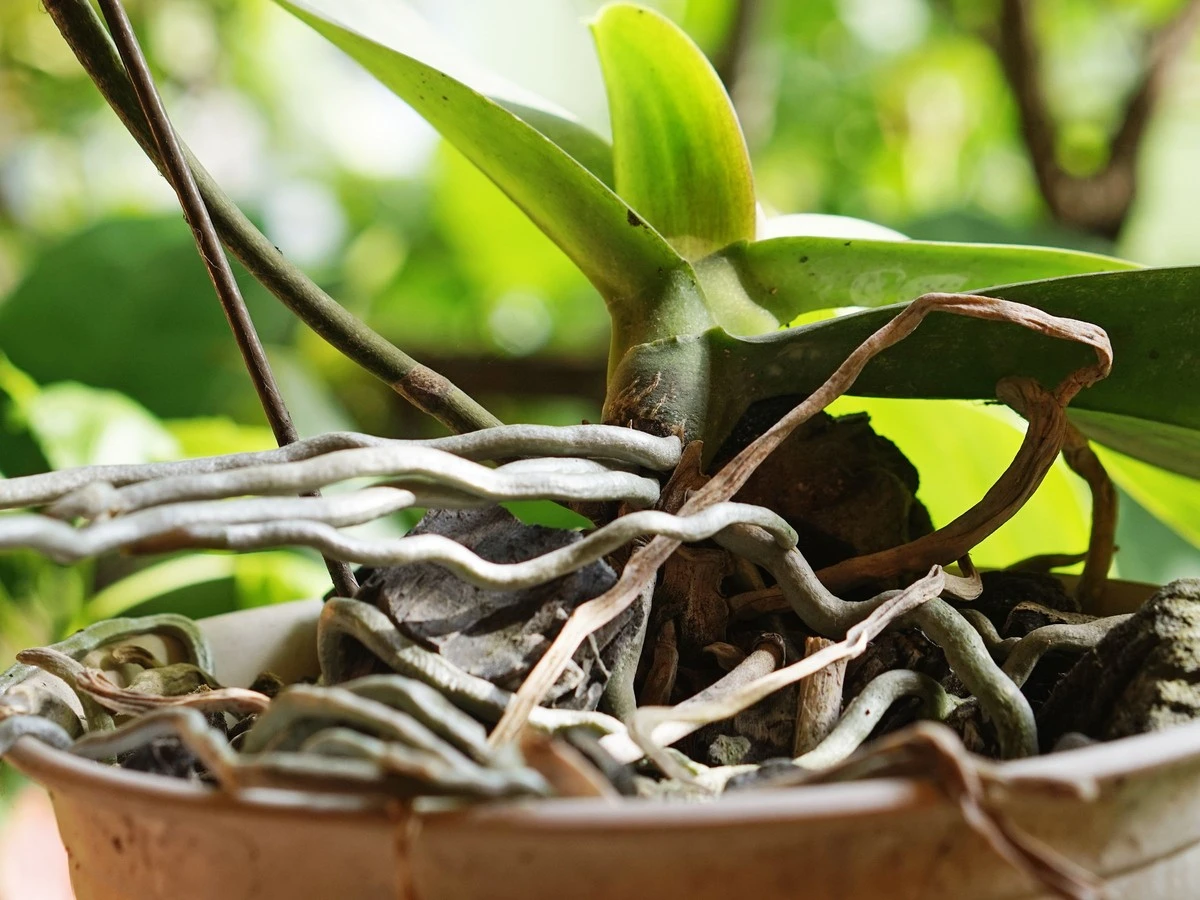 ¿Es necesario cortar las raíces de orquídea que salen del macetero? - image 1
