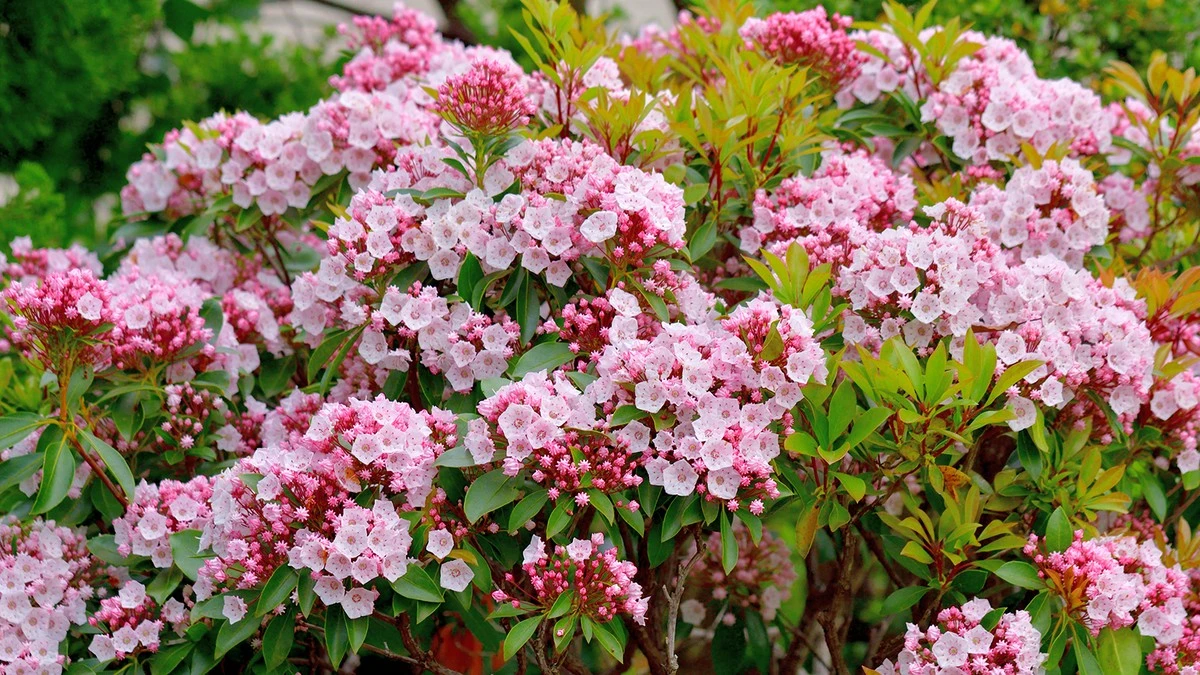 Esta planta aromática crea cercas vivas y perfuma tu jardín sin esfuerzo - image 1