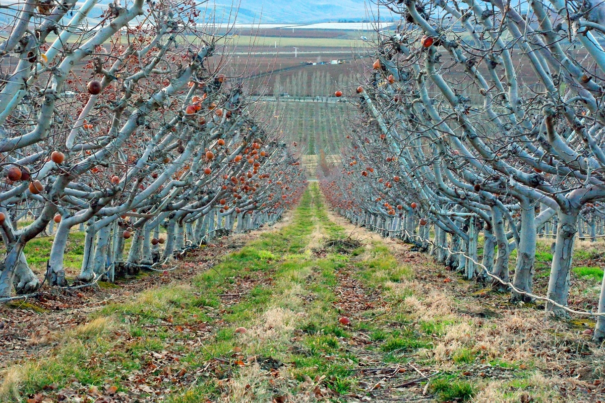 Huerto. (Imagen Ilustrativa/Pixabay)