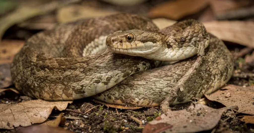 La serpiente que se camufla como alfombra: cómo reconocerla y evitar el peligro