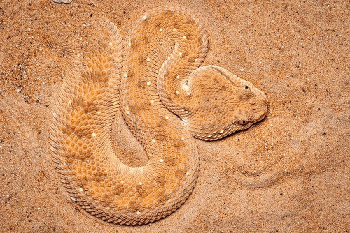 La serpiente que se camufla como alfombra: cómo reconocerla y evitar el peligro - image 1