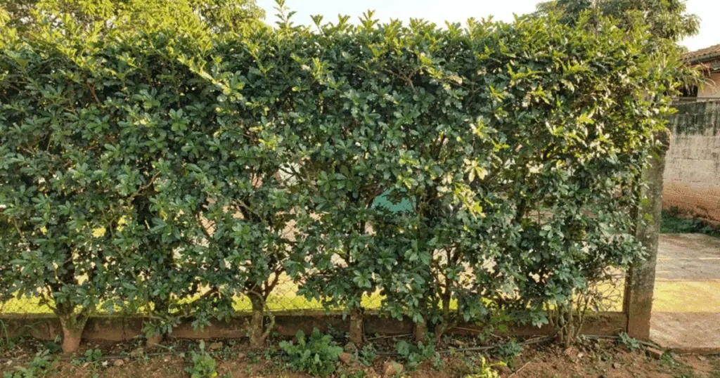 Ora-pro-nóbis: la planta olvidada que embellece tu patio, te protege del sol y nutre tu mesa