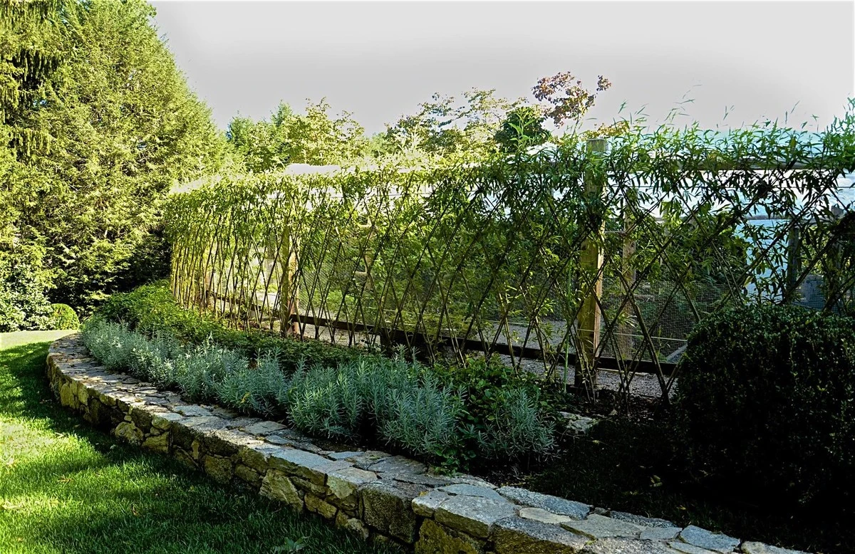 Ora-pro-nóbis: la planta olvidada que embellece tu patio, te protege del sol y nutre tu mesa - image 1