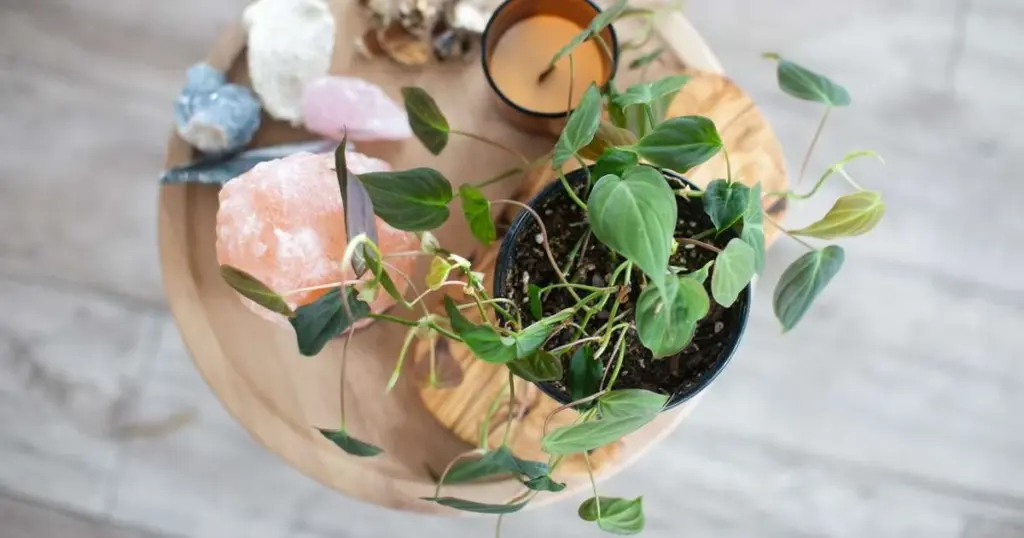 Plantas en tu hogar: las 7 especies clave para atraer la energía positiva y el bienestar