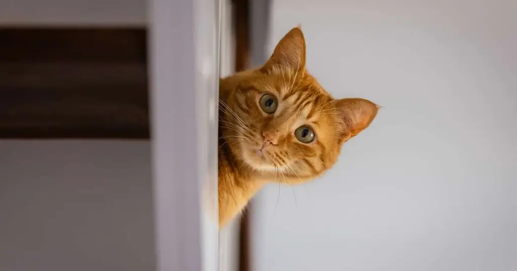 ¿Tu gato realmente sabe su nombre? La ciencia por fin revela la verdad