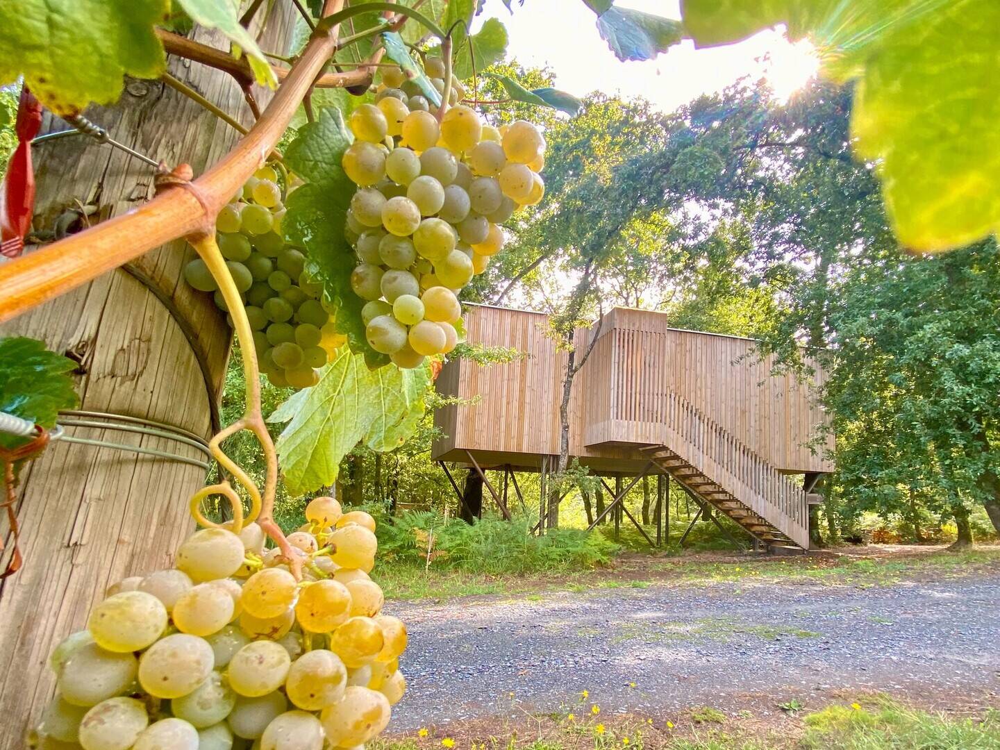 Foto: El 'glamping' en el que tienes que alojarte sí o sí en Galicia. (Turismo de Galicia)