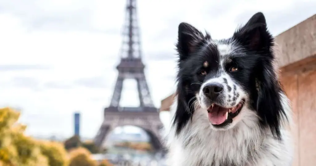 10 nombres de perros inspirados en lugares del mundo: ¿El tuyo está en esta lista?