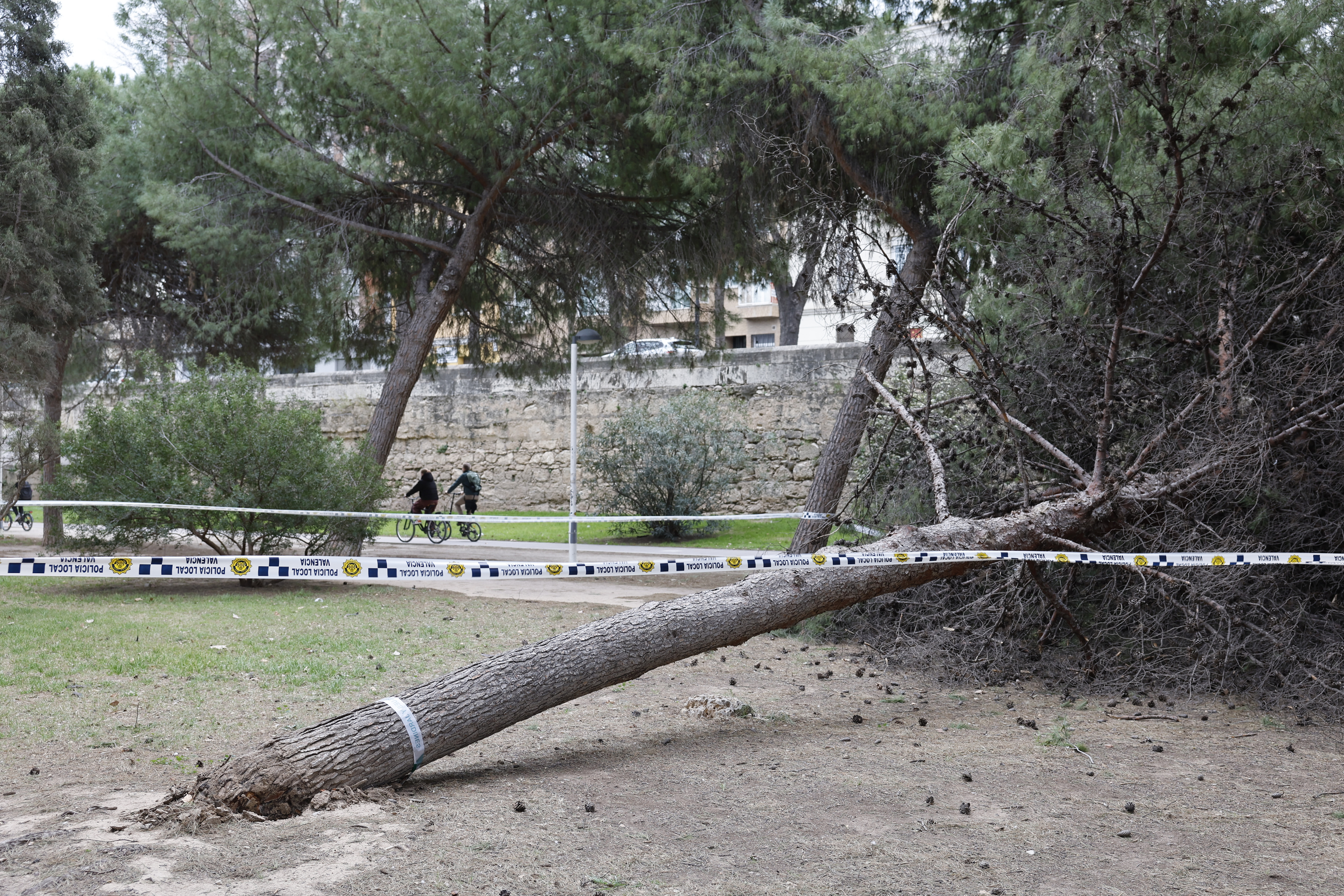 Un árbol caído a causa del fuerte viento, en el jardín del Turia de Valencia.