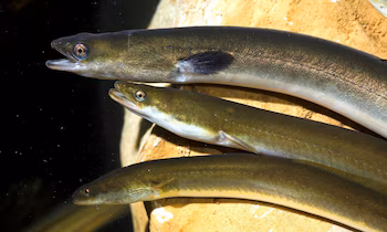 Ejemplares de anguila europea. (CSIC/Europa
