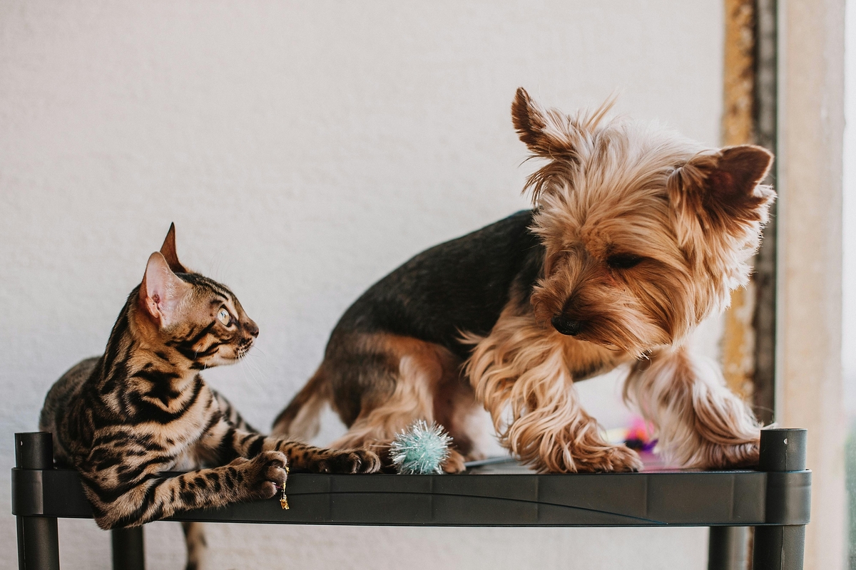 Perro y gato se miran