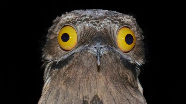 El urutaú es una de las especies de aves nocturnas más enigmáticas en Sudamérica y Centroamérica.