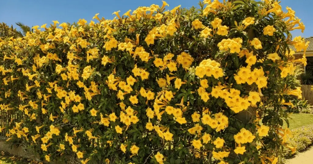 5 motivos para plantar alamanda y transformar su cerca en un muro amarelo florido
