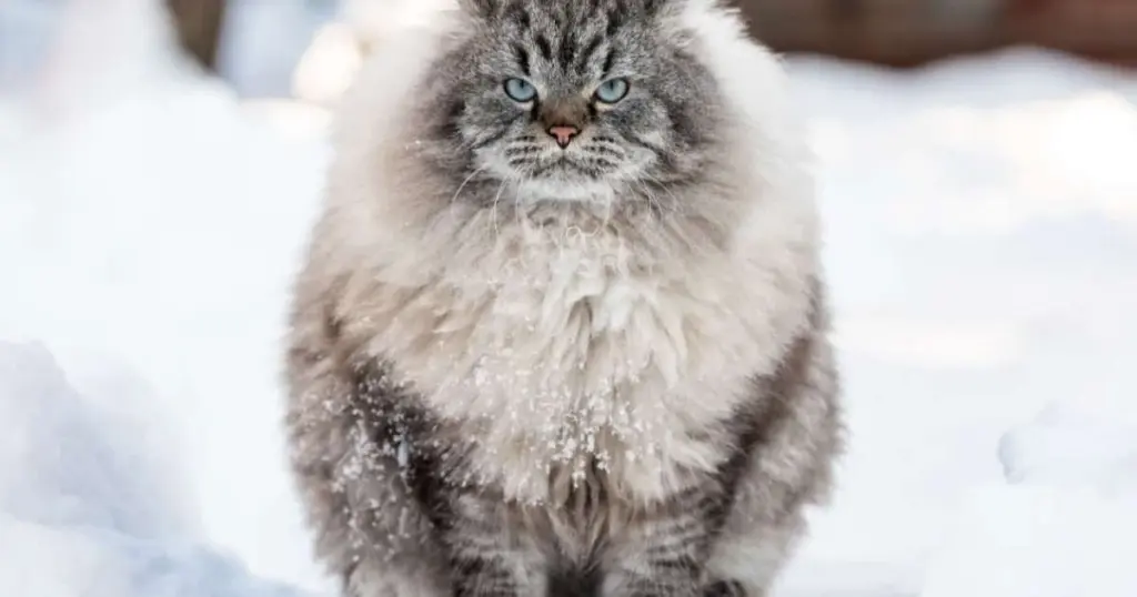 5 razas de gatos rusos que conquistarán tu corazón