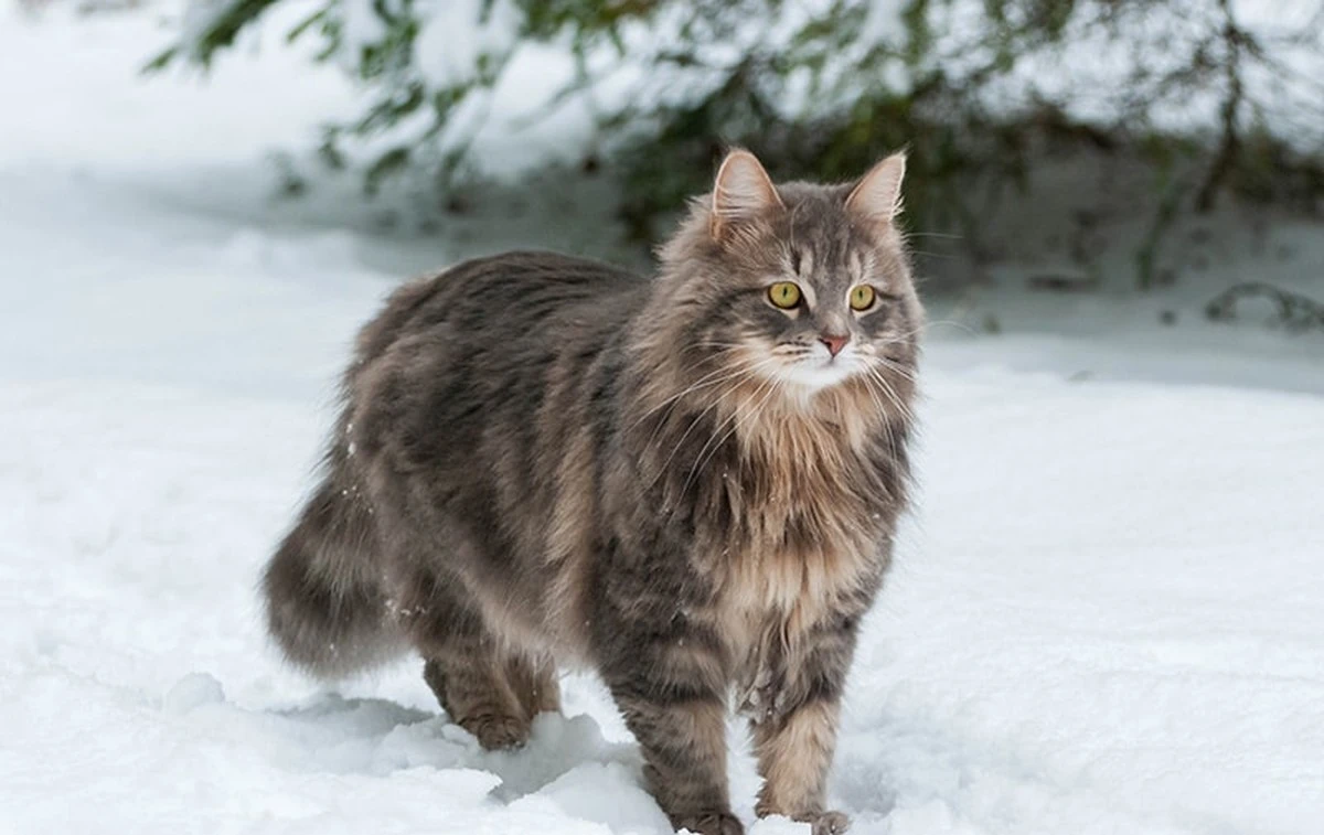 5 razas de gatos rusos que conquistarán tu corazón - image 1