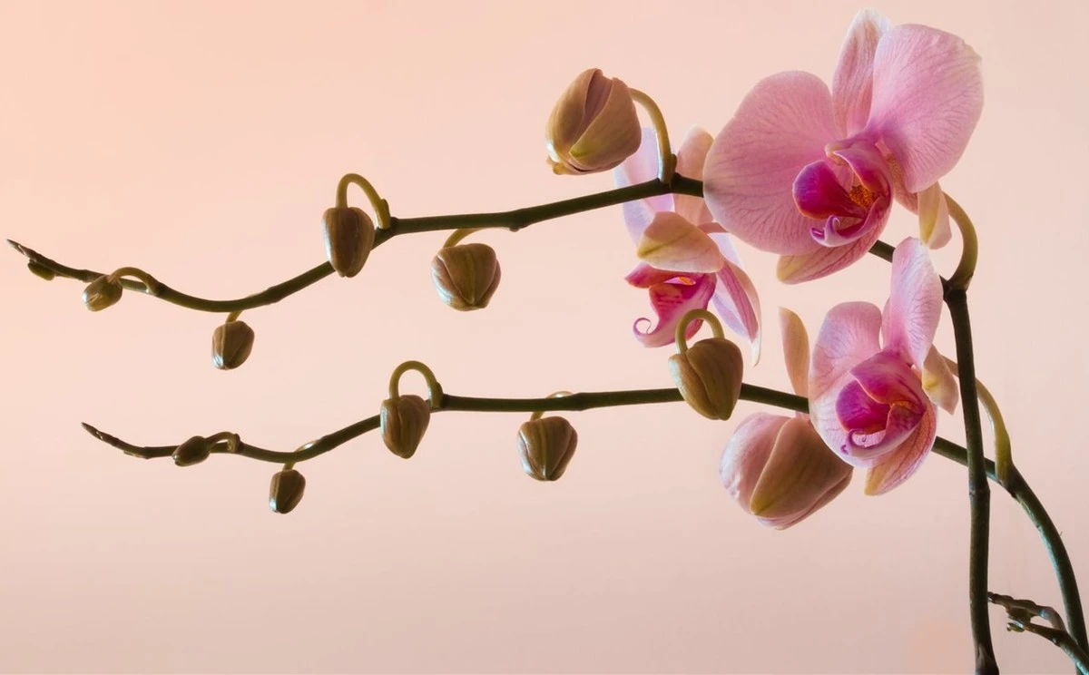 5 secretos probados para que tu orquídea vuelva a florecer, ¡y es más fácil de lo que crees! - image 1