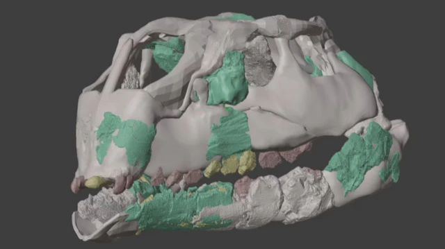 Reconstrucción generada por ordenador de un cráneo de dinosaurio en color gris, con algunas partes en verde y los dientes en marrón y amarillo.