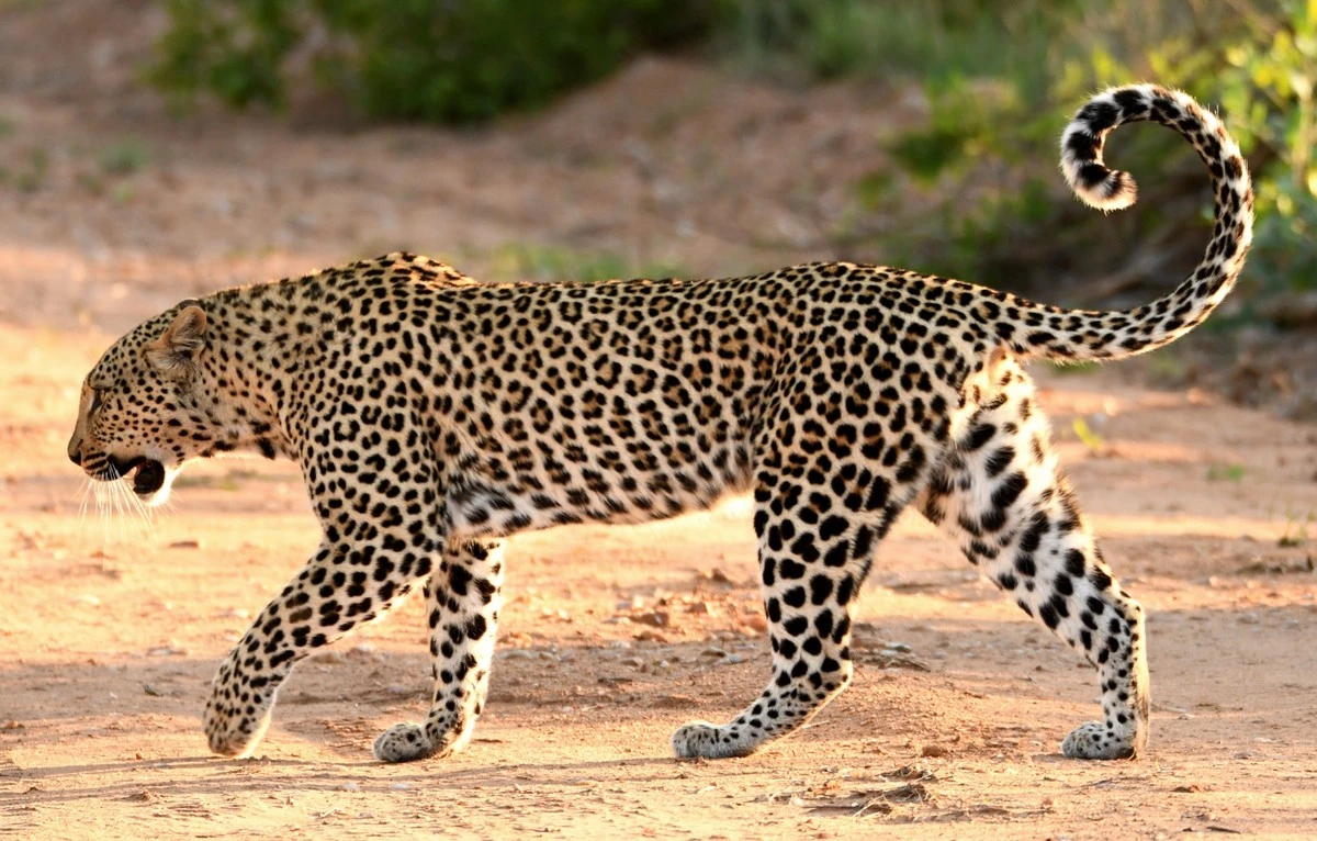 7 Diferencias Clave Entre Leopardo y Onza-pintada (Jaguar) - image 1