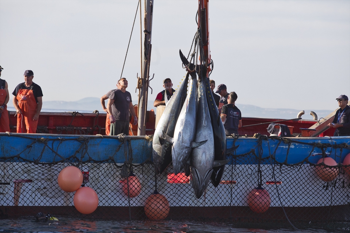 Varios pescadores durante la ‘levantá’