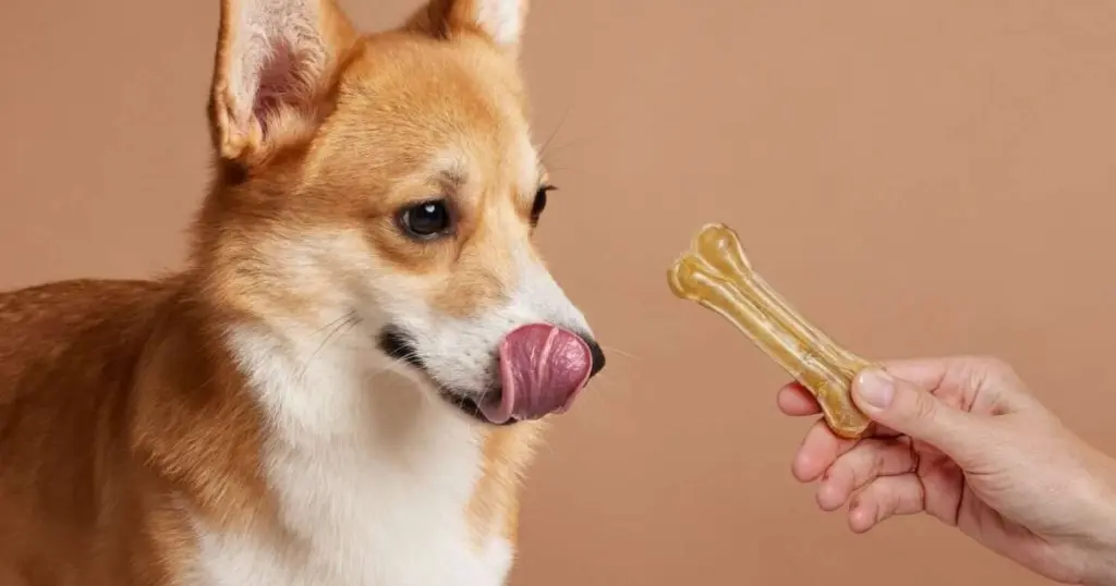 7 errores al dar golosinas a tus mascotas (y cómo solucionarlos)