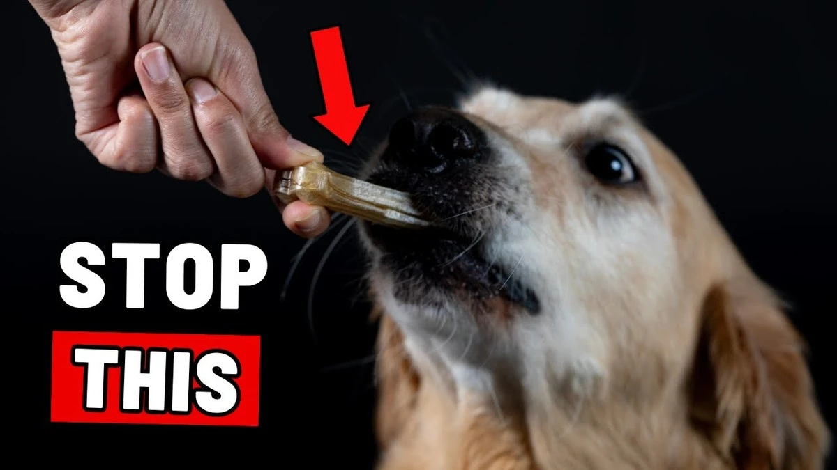 7 errores al dar golosinas a tus mascotas (y cómo solucionarlos) - image 1