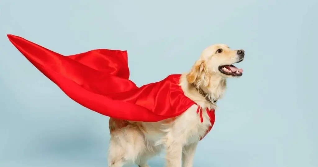 7 ideas de disfraces de Carnaval para tu perro que te robarán el aliento