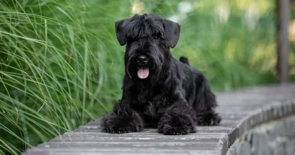 7 razas de perros pequeños y negros que conquistan corazones