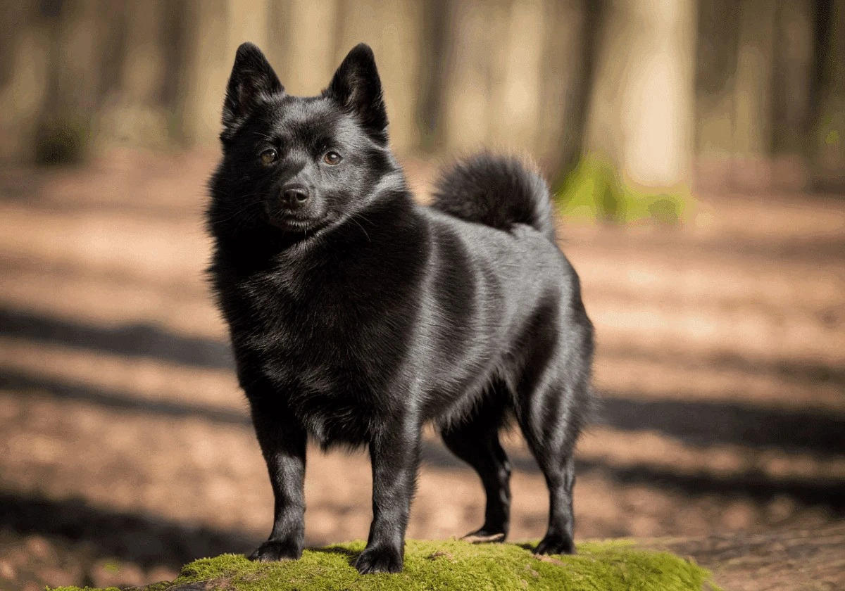 7 razas de perros pequeños y negros que conquistan corazones - image 1