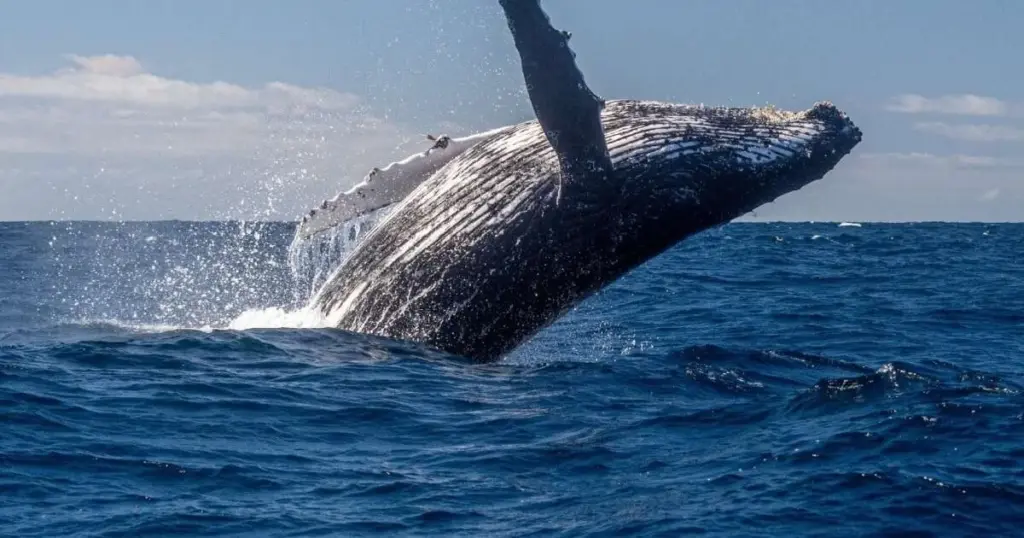 7 secretos asombrosos de la ballena jorobada que te dejarán sin aliento