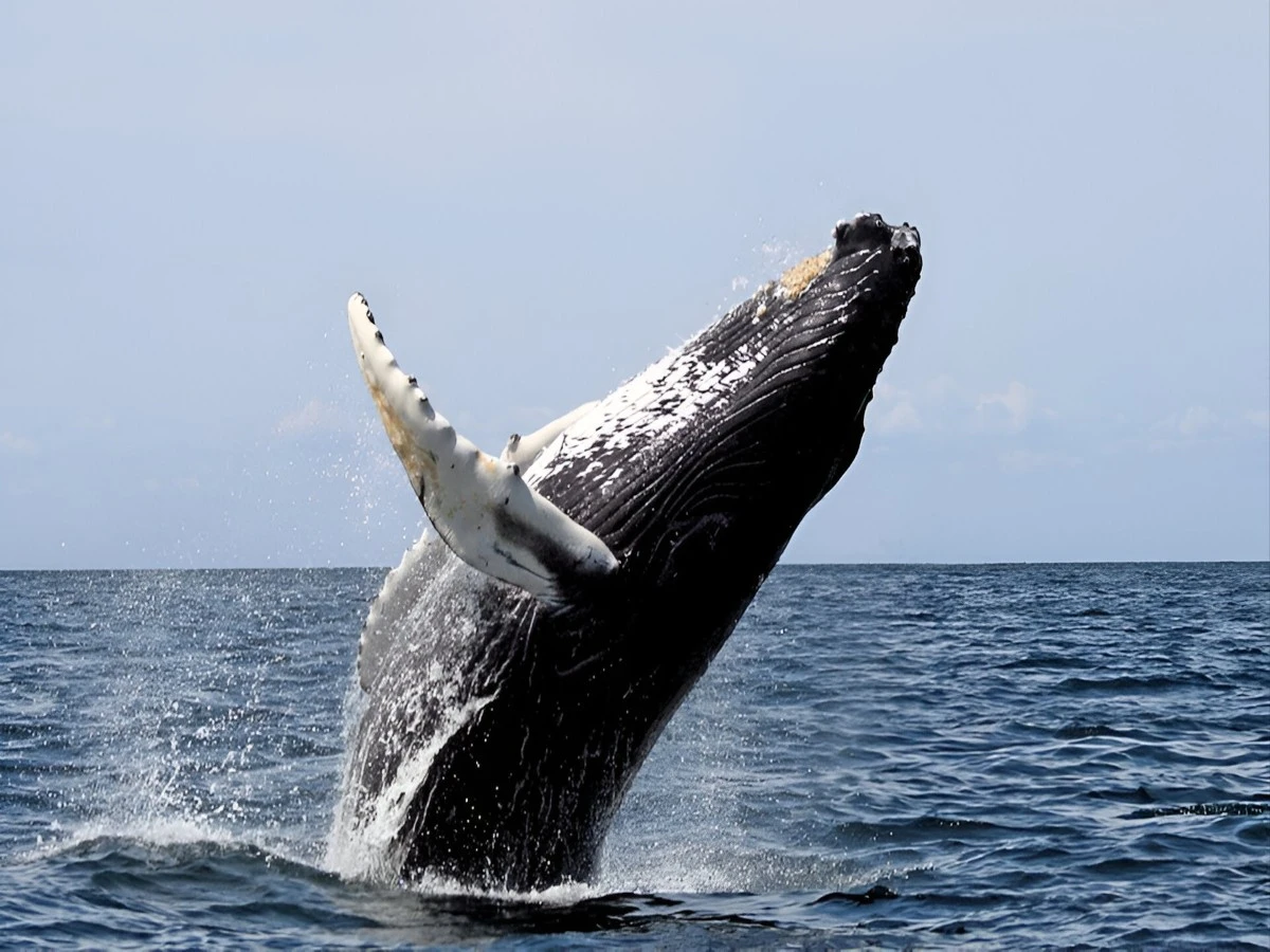 7 secretos asombrosos de la ballena jorobada que te dejarán sin aliento - image 1
