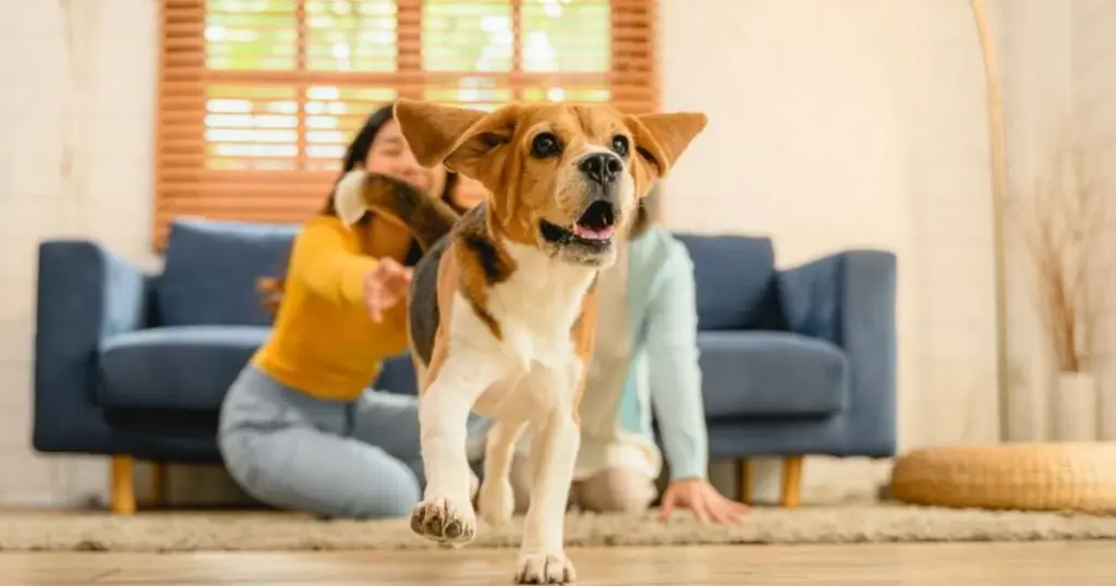 7 señales de que tu perro podría tener TDAH y qué hacer al respecto