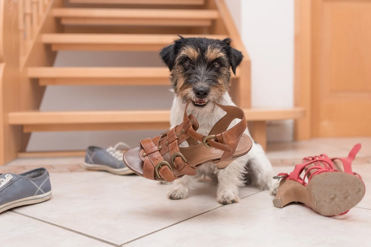 7 señales de que tu perro podría tener TDAH y qué hacer al respecto - image 1