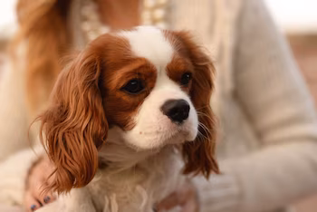 King Charles Spaniel