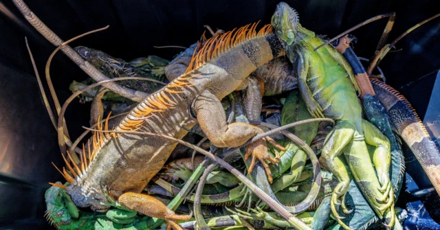 Un grupo de iguanas paralizadas por el frío inertes en un recipiente.