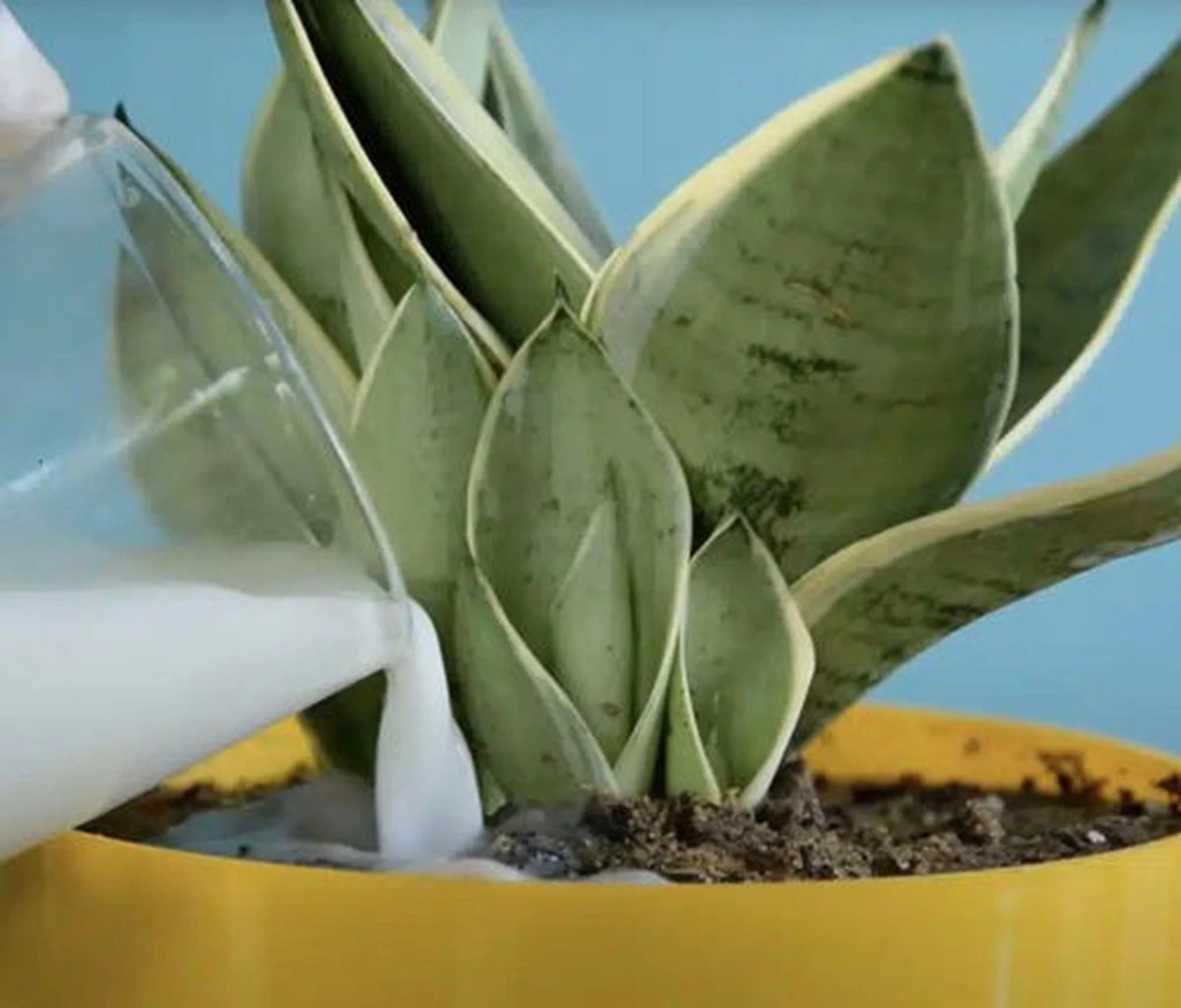 Abono de Sansevieria con leche desnatada: aporta calcio y refuerza sus hojas - image 1