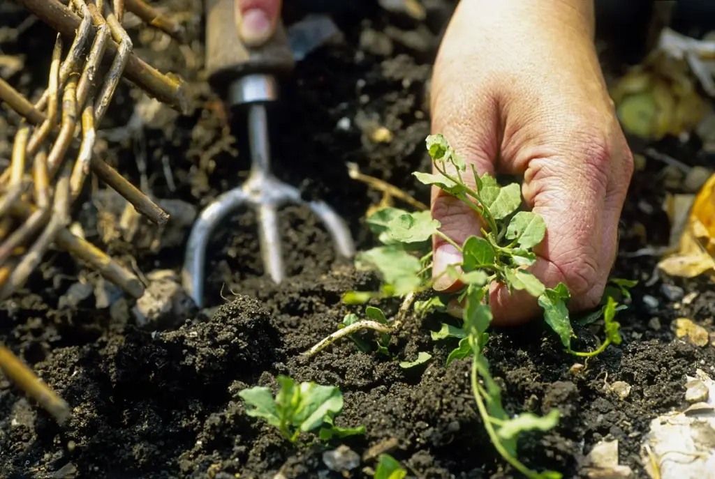 Adiós a estas 6 rutinas de jardinería: el truco para salvar la salud del suelo