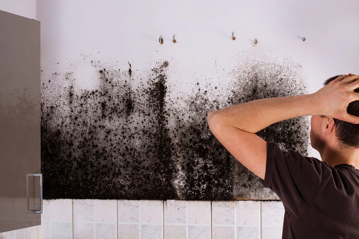 Adiós a la Humedad y el Moho: el método definitivo para sanar tu casa - image 1