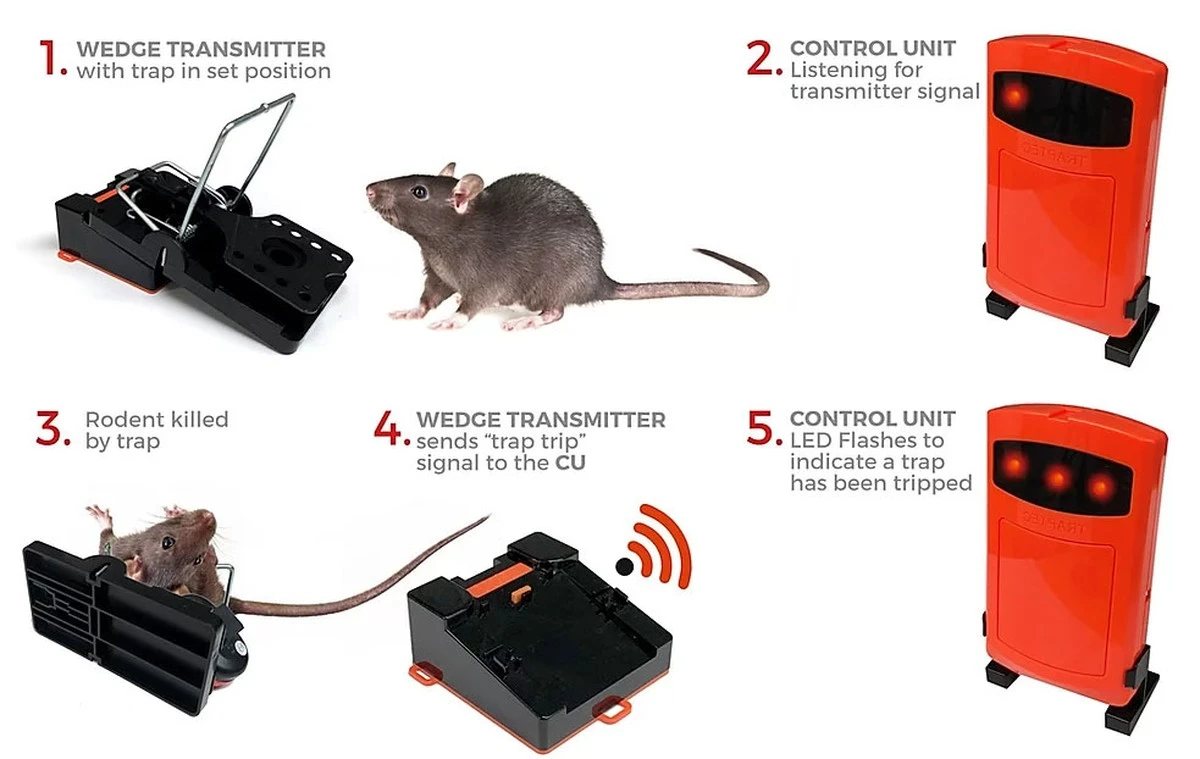 Adiós a las Ratas: el truco del Alcohol artesanal para eliminarlas en casa - image 1
