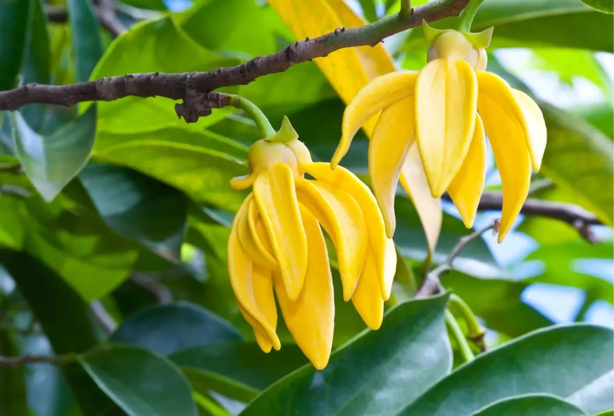 Adiós al calor: planta Ylang-ylang (Cananga odorata) y baja 8°C en tu jardín - image 1