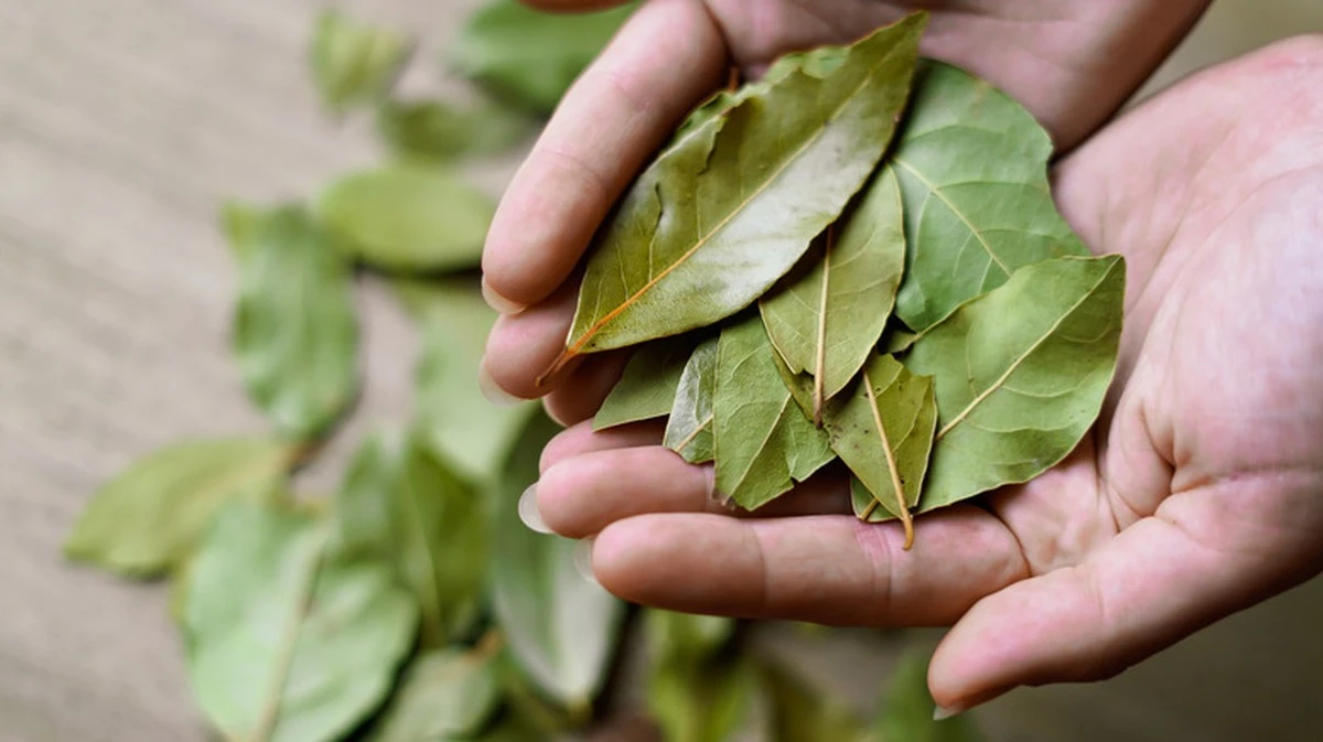 Adiós a los químicos: Mezcla hojas de laurel con bicarbonato de sodio - image 1